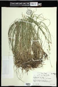 Carex echinata image