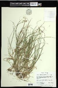 Carex echinata image