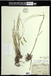 Carex festucacea image