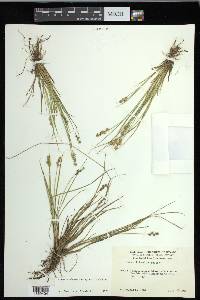 Carex echinata image