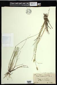 Carex echinata image