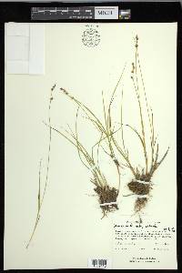 Carex echinata image