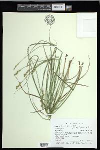 Carex festucacea image