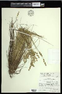 Carex echinata image