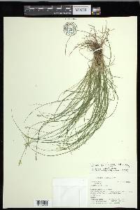 Carex echinata image