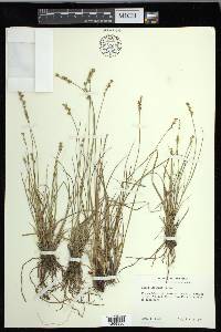 Carex echinata image