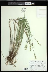 Carex festucacea image