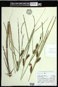 Carex exsiccata image