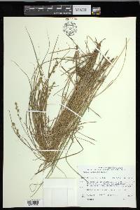 Carex echinata image