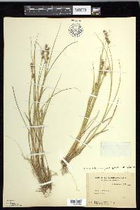 Carex echinata image