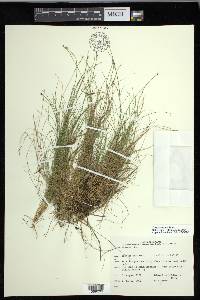 Carex eburnea image