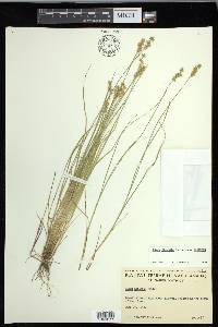 Carex echinata image