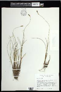 Carex exilis image