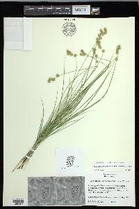 Carex echinodes image