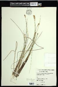 Carex exilis image