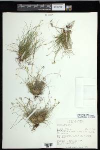 Carex eburnea image