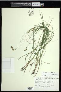 Carex echinodes image