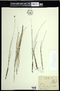 Carex exilis image