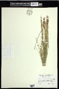 Carex echinata image