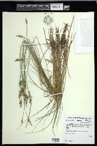 Carex echinata image