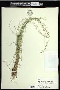 Carex echinata image