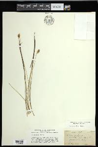 Carex exilis image