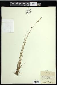 Carex echinata image