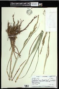 Carex emoryi image