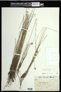 Carex exilis image