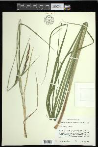 Carex emoryi image