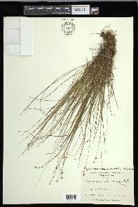 Carex echinata image