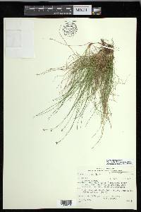 Carex eburnea image