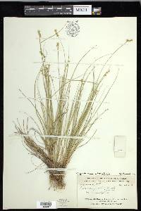 Carex echinata image