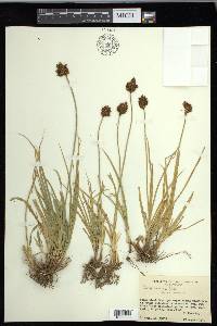 Carex ebenea image