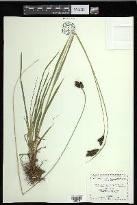 Carex epapillosa image