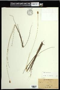 Carex exilis image