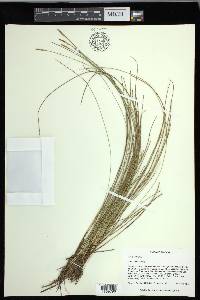 Carex exilis image