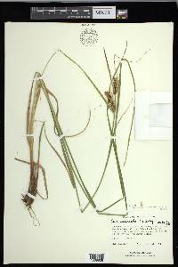 Carex exsiccata image