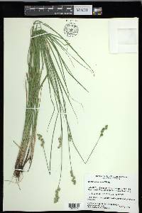 Carex festucacea image