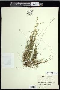 Carex eburnea image