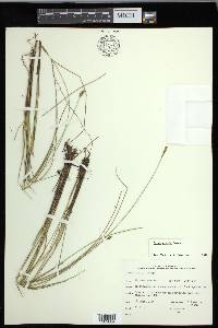 Carex exilis image