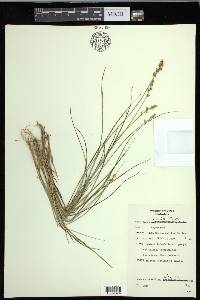 Carex echinata image