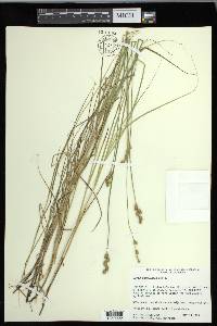 Carex festucacea image