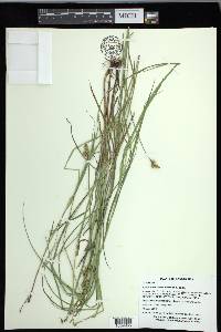 Carex festucacea image