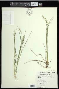 Carex echinata subsp. echinata image