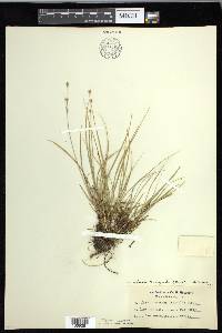 Carex echinata image