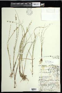 Carex echinata image