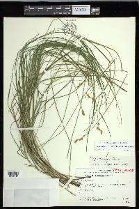 Carex echinodes image