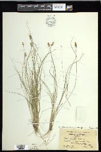 Carex echinata image