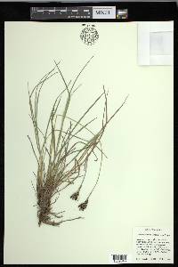 Carex eleusinoides image